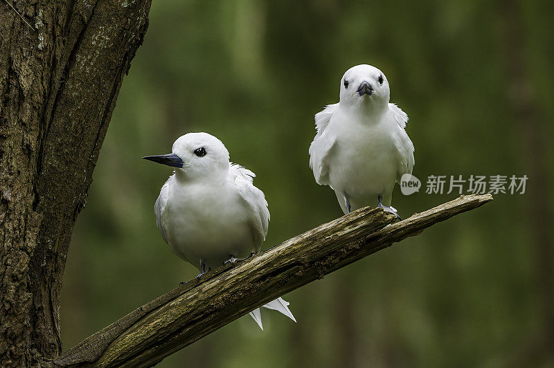 The White Tern (Gygis alba) is a small seabird found across the tropical oceans of the world. Papahānaumokuākea Marine National Monument, Midway Island, Midway Atoll, Hawaiian Islands. A courting pair. Grooming.